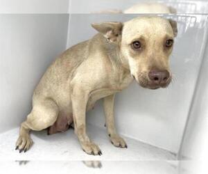 Labrador Retriever-Unknown Mix Dogs for adoption in Houston, TX, USA