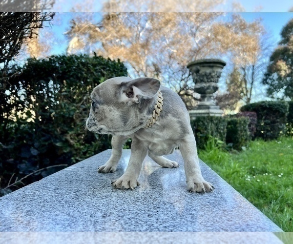 Medium Photo #238 French Bulldog Puppy For Sale in HAYWARD, CA, USA