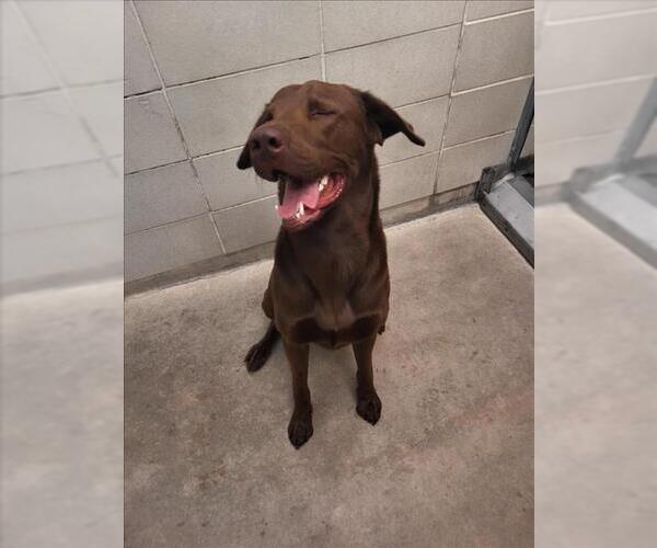 Medium Photo #1 Labrador Retriever Puppy For Sale in Burbank, CA, USA