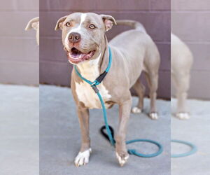 American Pit Bull Terrier-Unknown Mix Dogs for adoption in Ball Ground, GA, USA