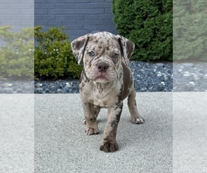 Olde English Bulldogge Puppy for sale in FRANKLIN, IN, USA