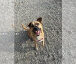Small #9 Labrador Retriever Mix