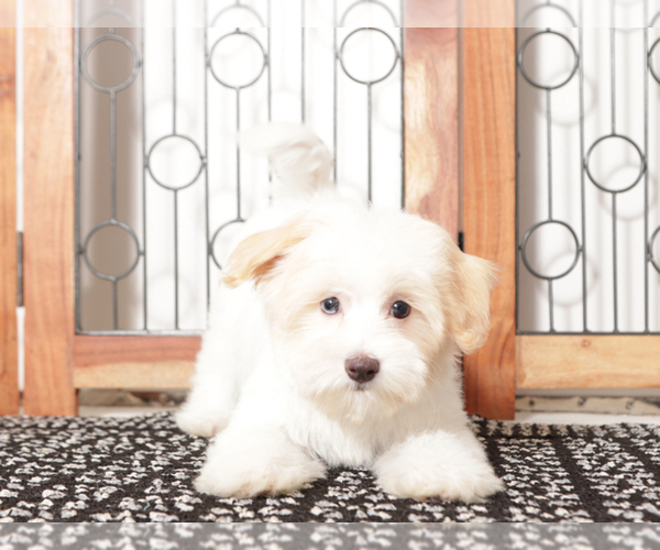 Medium Photo #4 Maltipoo Puppy For Sale in NAPLES, FL, USA