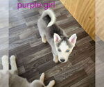 Small #6 Siberian Husky