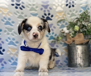 Pembroke Welsh Corgi Puppy for sale in LANCASTER, PA, USA