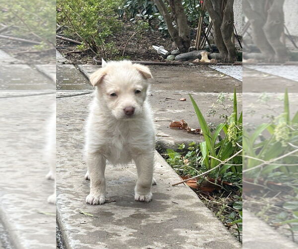 Medium Photo #7 Huskies -Labrador Retriever Mix Puppy For Sale in San Diego, CA, USA