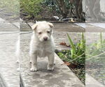Small #6 Huskies -Labrador Retriever Mix