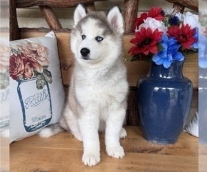 Pomsky Puppy for sale in VENUS, PA, USA