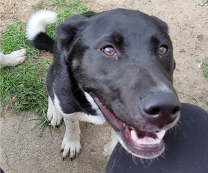 Akita-American Staffordshire Terrier Mix Dog for Adoption in AUGUSTA, Georgia USA