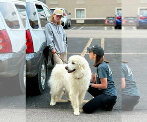HARRIET- no fee (sponsored) - Female Great Pyrenees Dog for Adoption - Photo #7