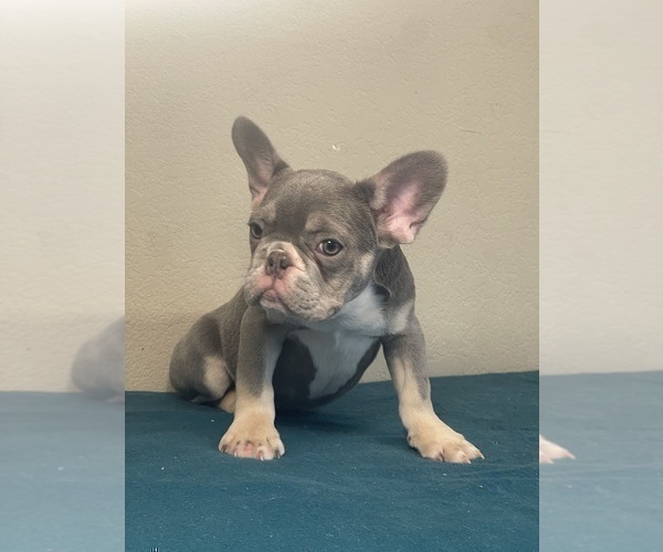 Medium Photo #9 French Bulldog Puppy For Sale in BEVERLY HILLS, CA, USA