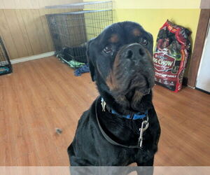 Rottweiler Dogs for adoption in Orange Grove, TX, USA