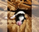 Small #3 Sheepadoodle