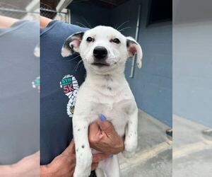 Mutt Dogs for adoption in Elmsford, NY, USA