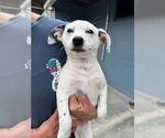 Small Mutt