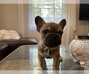 French Bulldog Puppy for sale in JACKSONVILLE, FL, USA
