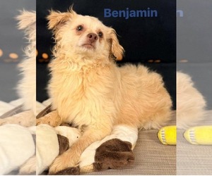 Benjamin - Male Chiranian Dog for Adoption - Photo #2