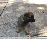 Small Photo #5 Belgian Malinois Puppy For Sale in BURNINGTOWN, NC, USA