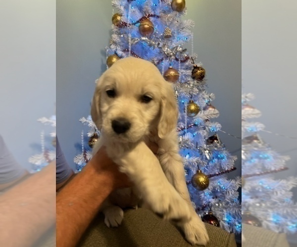 Medium Photo #6 Golden Retriever Puppy For Sale in MILTON, FL, USA