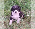 Small #4 Border-Aussie-Great Pyrenees Mix