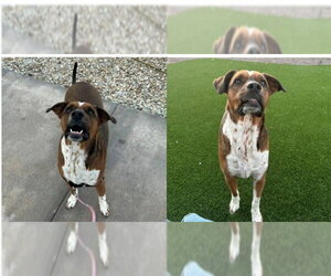 LUCY #16 - Female Boxer-Unknown Mix Dog for Adoption - Photo #2