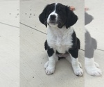 Puppy Hope Australian Shepherd-Bernedoodle Mix