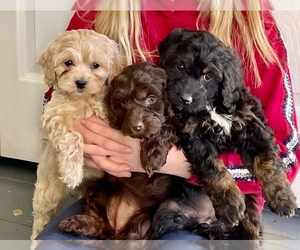 Cavapoo Puppy for Sale in WOODSTOCK, Connecticut USA