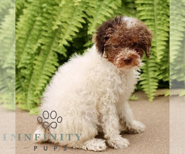 Medium Photo #1 Poodle (Miniature) Puppy For Sale in GORDONVILLE, PA, USA