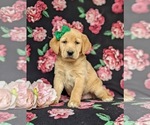 Small Photo #2 Golden Labrador Puppy For Sale in HOLTWOOD, PA, USA