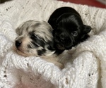 Small Photo #9 ShihPoo Puppy For Sale in CLARE, MI, USA