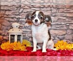 Small Photo #69 Chihuahua Puppy For Sale in CHARLESTON, AR, USA
