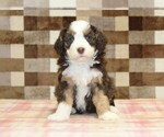 Small #2 Bernedoodle (Miniature)