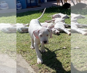 Dogo Argentino Dog for Adoption in SANTA PAULA, California USA