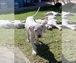 Small Photo #1 Dogo Argentino Puppy For Sale in SANTA PAULA, CA, USA