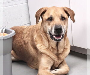 Great Dane-Unknown Mix Dogs for adoption in Pittsburgh, PA, USA