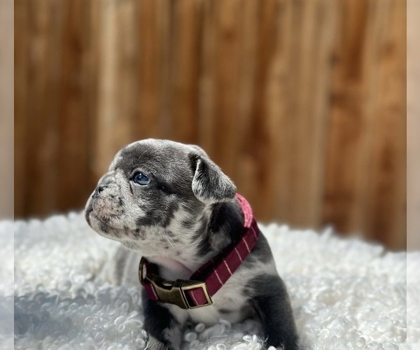 Medium Photo #2 French Bulldog Puppy For Sale in EAST WENATCHEE, WA, USA