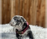 Small Photo #2 French Bulldog Puppy For Sale in EAST WENATCHEE, WA, USA