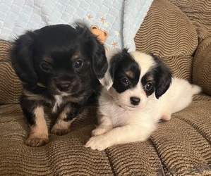 Chilier Puppy for Sale in KALONA, Iowa USA
