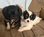 Image preview for Ad Listing. Nickname: Litter of 2