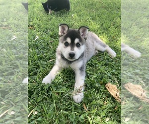 Alaskan Klee Kai Puppy for sale in GLENDALE, AZ, USA