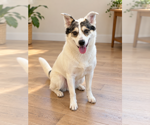 Australian Shepherd-Unknown Mix Dogs for adoption in Dallas, TX, USA