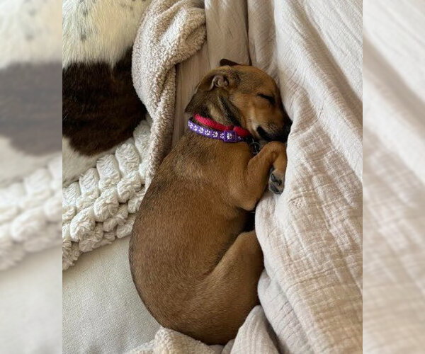 Medium Photo #2 Chiweenie Puppy For Sale in San Diego, CA, USA