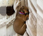 Small #1 Chiweenie