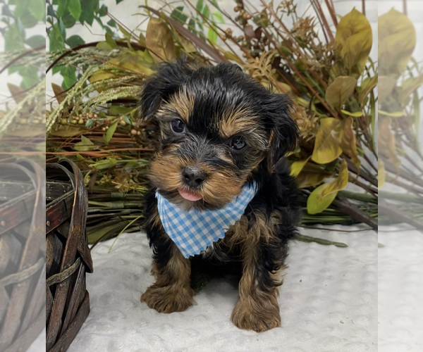 Medium Photo #4 Shorkie Tzu Puppy For Sale in SELLERSBURG, IN, USA