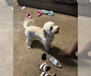 Father of the Schnoodle (Miniature) puppies born on 08/22/2026
