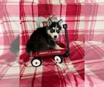 Small Photo #17 Siberian Husky Puppy For Sale in DEARBORN, MO, USA