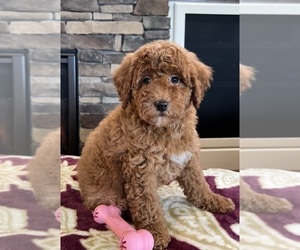 Cavapoo Puppy for sale in NOBLESVILLE, IN, USA