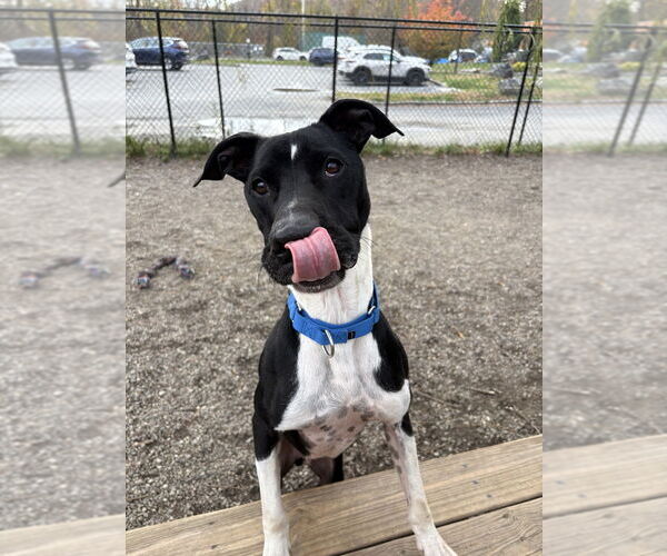 Medium Photo #1 Mutt Puppy For Sale in Elmsford, NY, USA