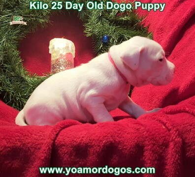 Medium Photo #79 Dogo Argentino Puppy For Sale in JANE, MO, USA