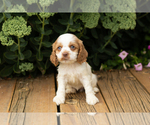 Small #1 Cocker Spaniel